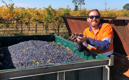 a man wearing sunglasses with a handful of grapes next to a container of grapes